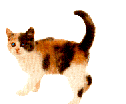 an animated .gif of a calico kitten